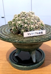 観葉植物3