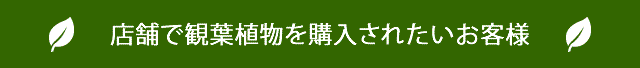 店舗で観葉植物を購入されたいお客様