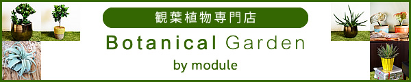 福岡市中央区平尾にある観葉植物専門店ボタニカルガーデン